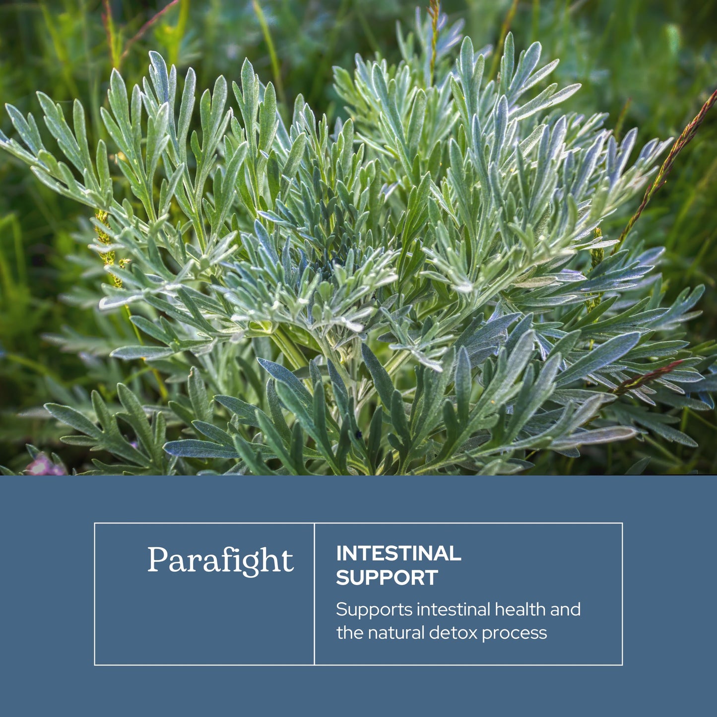 ECLECTIC INSTITUTE ParaFight Softgels 45