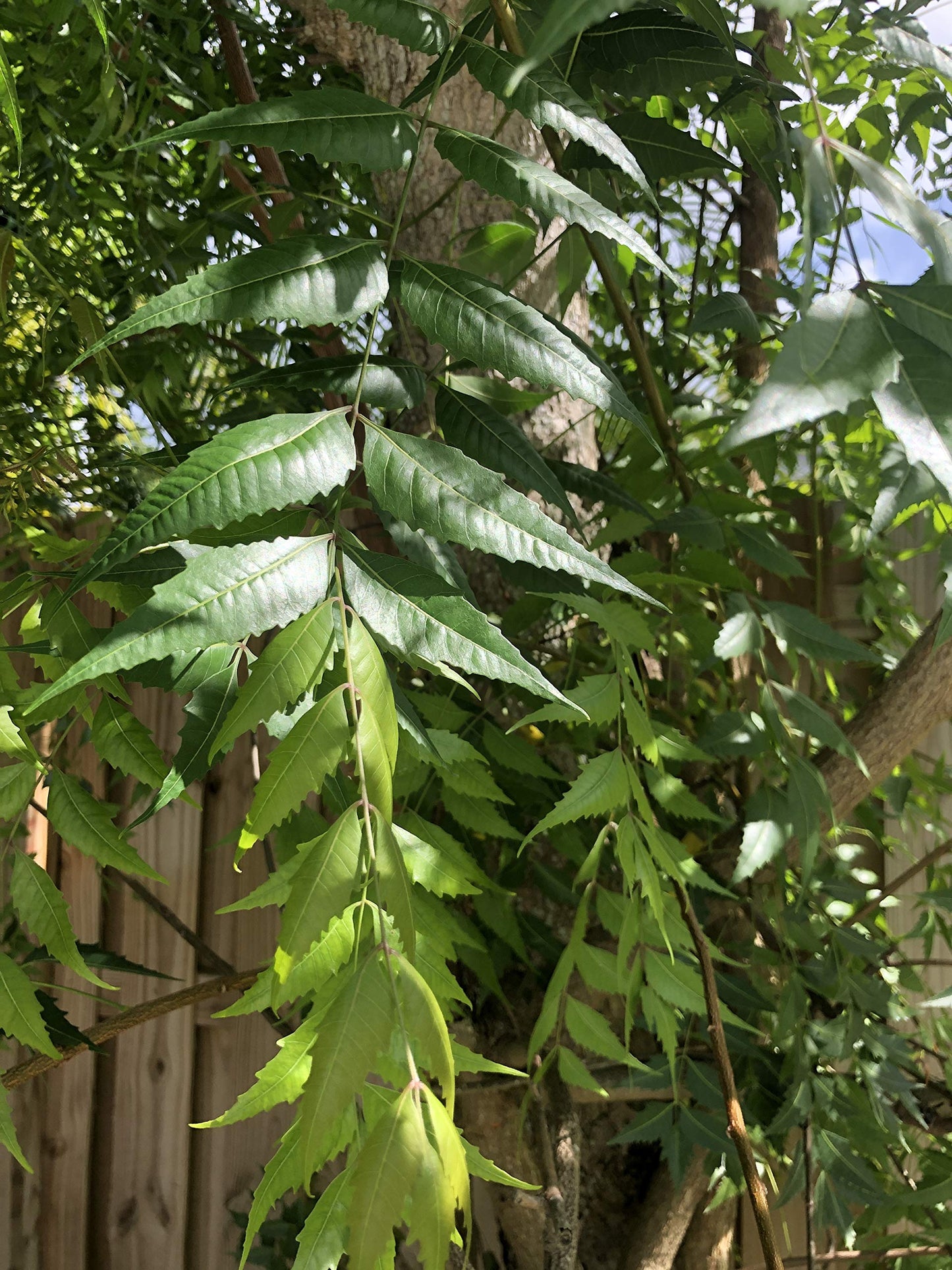 A 1 books Neem Leaves Powder, 50