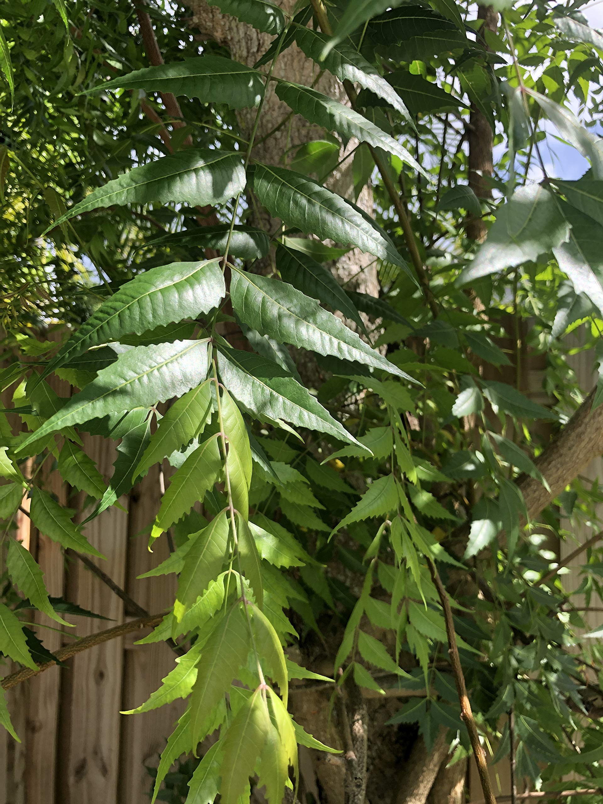 A 1 books Neem Leaves Powder, 50