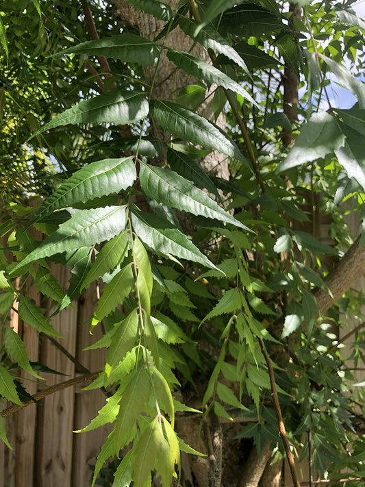 A 1 books Neem Leaves Powder, 50