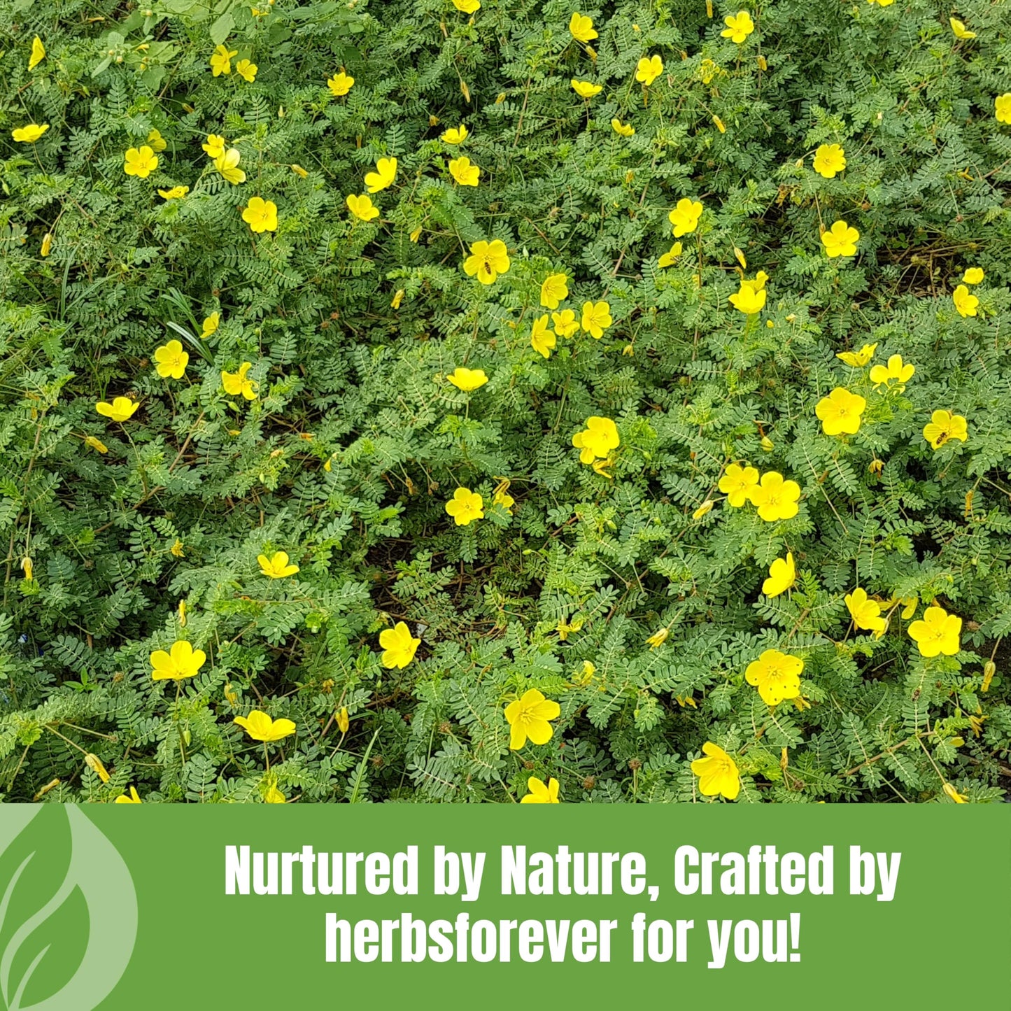 Herbsforever Gokshura (Tribulus Terrestris) Powder 16 oz